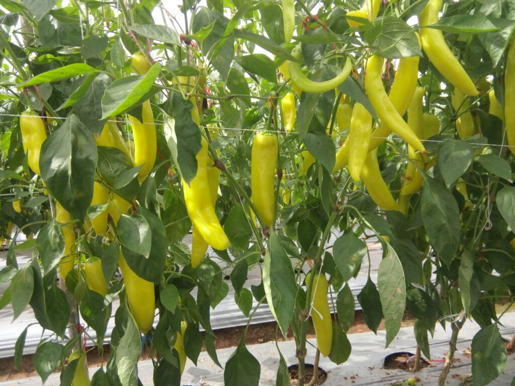 hot pepper (2)