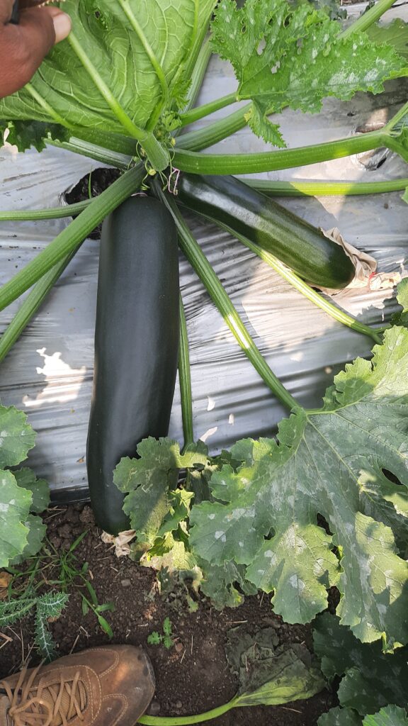 squash