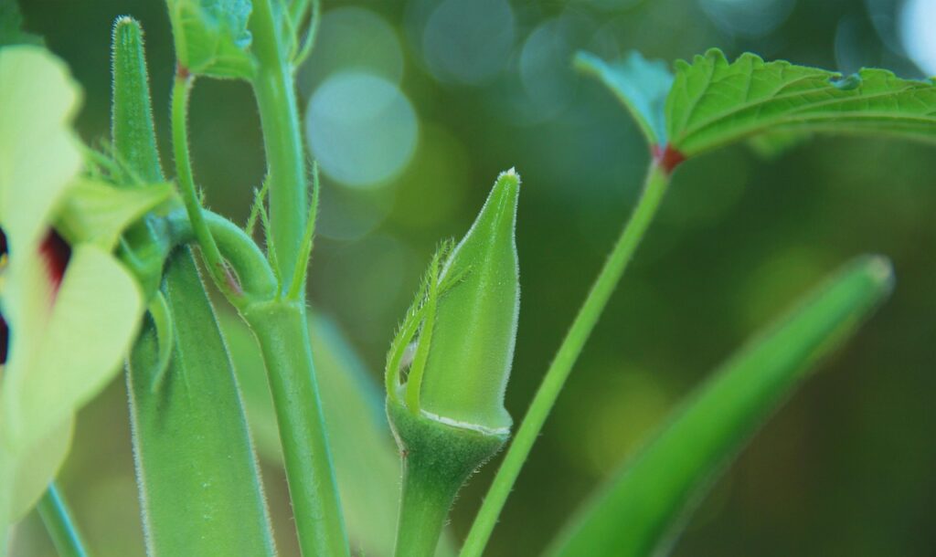 fresh, organic, okra, green, testy, okra, okra, okra, okra, okra