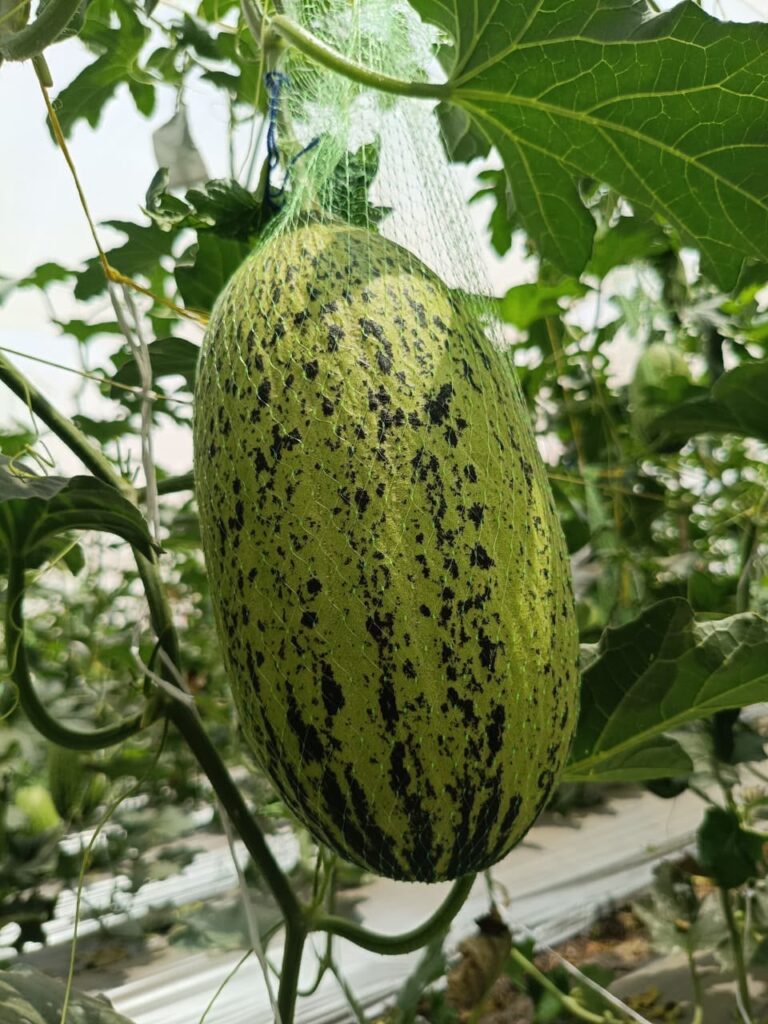 melon