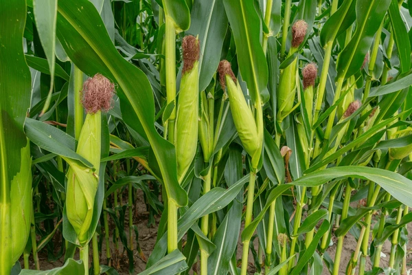 sweet corn